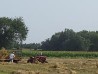 Loading the wagons for threshing.