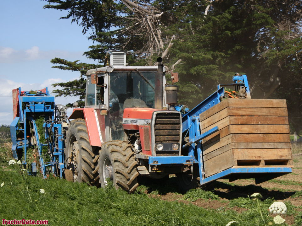 Massey Ferguson 2680 harvesting carrots.